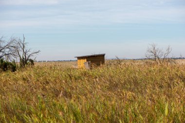 Daimiel, Ciudad real, İspanya tahtalarında kuş uyanık