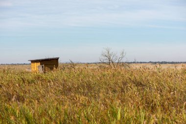 Daimiel, Ciudad real, İspanya tahtalarında kuş uyanık