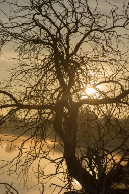 Yalnız ağacın guadiana şafakta, İspanya