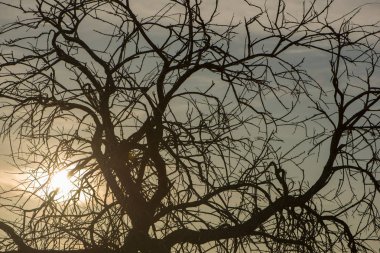 Yalnız ağacın guadiana şafakta, İspanya