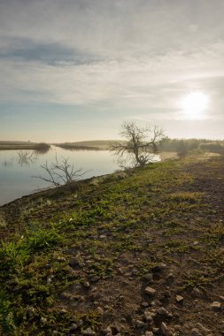 Yalnız ağacın guadiana şafakta, İspanya