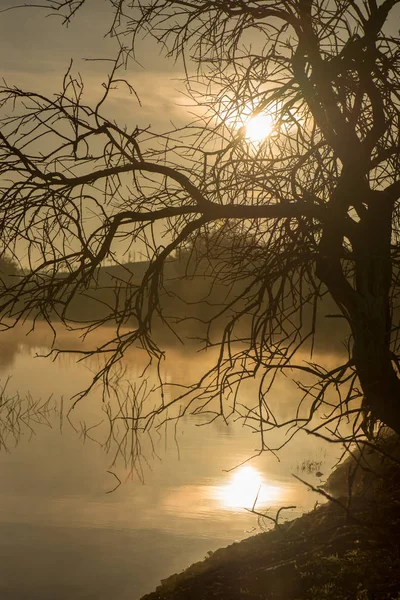 Árvore Solitária Lado Guadiana Amanhecer Espanha — Fotografia de Stock