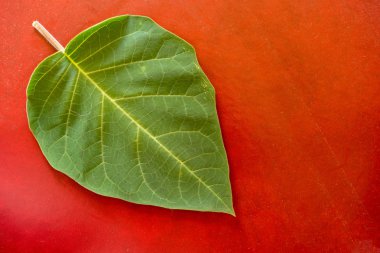 Kırmızı bir renk arka plan üzerinde yeşil bir yaprak