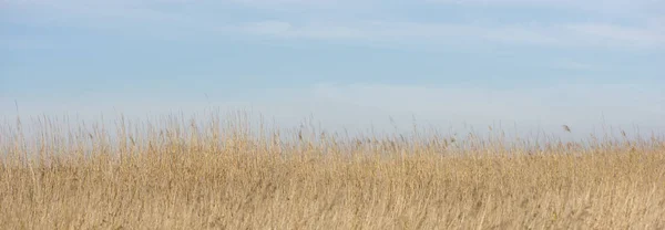 Payment Management Panoramic background of daimiel tables, Spain