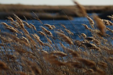 Prat de cabanes ve torreblanca castellon, İspanya
