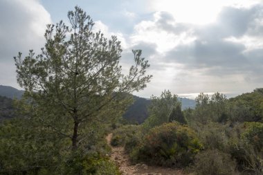 Avuç içi benicasim, Costa azahar çöl