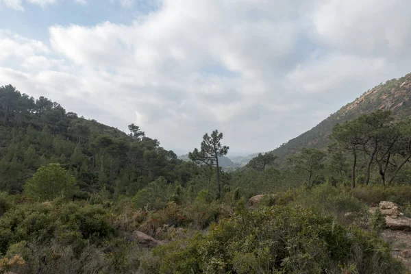 Пустеля пальм в benicasim, Коста azahar — стокове фото