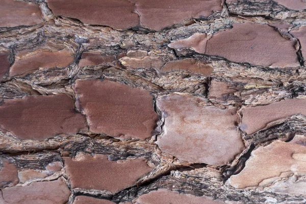 Brown background of the trunk of a tree — Stock Photo, Image