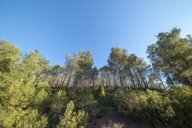 Avuç içi benicasim, Costa azahar çöl