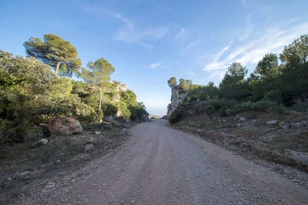 Desert palms v benicasim, Costa del azahar — Stock fotografie