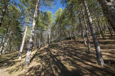 Morella kasabası çevresindeki çam ormanları