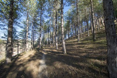 Morella kasabası çevresindeki çam ormanları