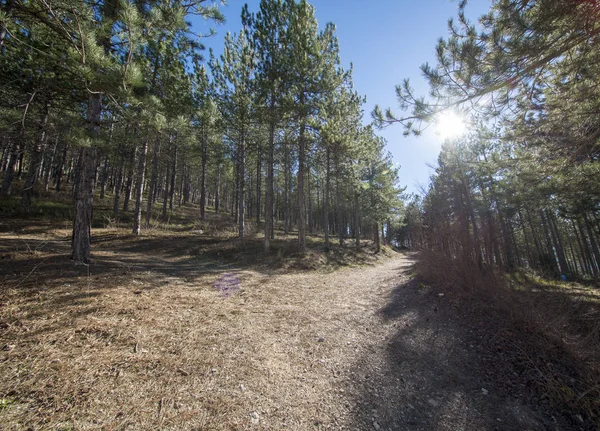 Pine forests around the town of Morella — Stock Photo, Image