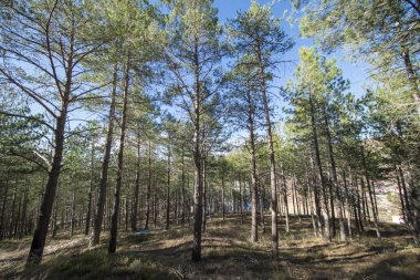 Morella kasabası çevresindeki çam ormanları