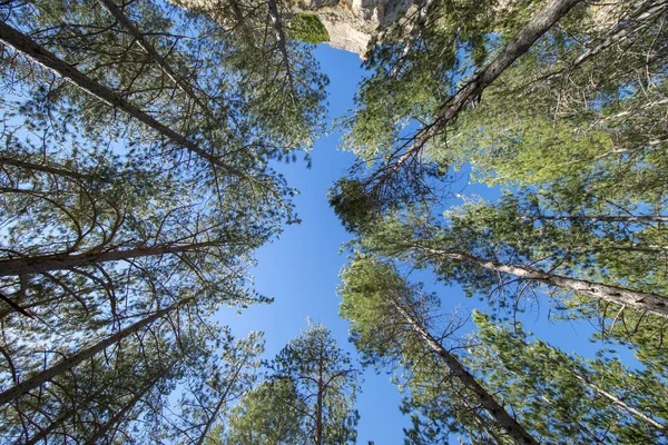 Bosques de pinos alrededor de la ciudad de Morella — Foto de Stock