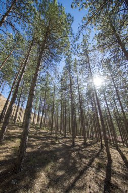 Morella kasabası çevresindeki çam ormanları