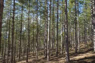 Morella kasabası çevresindeki çam ormanları