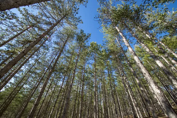 Bosques de pinos alrededor de la ciudad de Morella — Foto de Stock