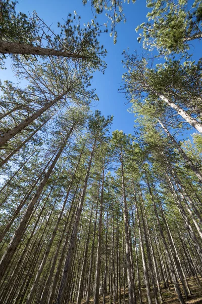 Bosques de pinos alrededor de la ciudad de Morella — Foto de Stock