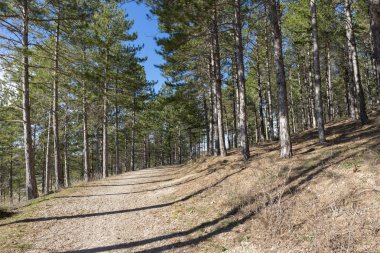 Morella kasabası çevresindeki çam ormanları