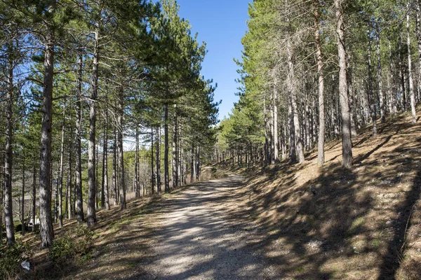 Pine forests around the town of Morella — Stock Photo, Image