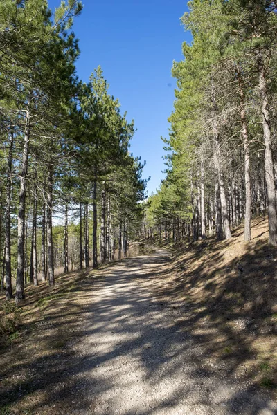 Pine forests around the town of Morella — Stock Photo, Image