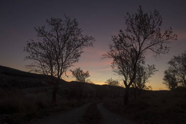 Güzel bir gün doğumunda badem ağaçları arasındaki yol