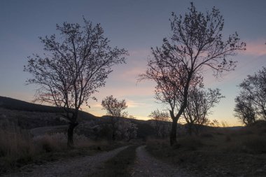 Gün batımında Morella alanında badem ağaçları