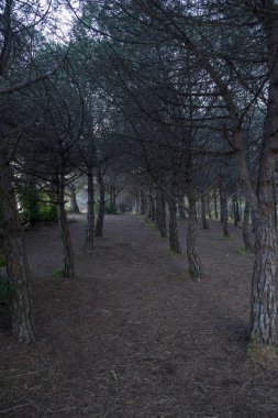 Lloret de Mar köyünde Orman, Costa brava