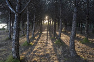 Lloret de Mar köyünde Orman, Costa brava