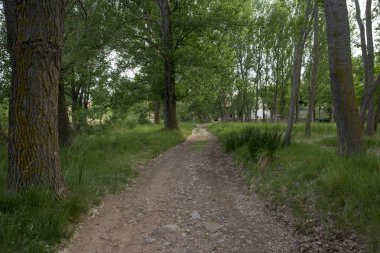 Valvona de Teruel köyünde orman