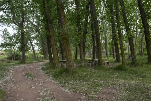 Wald im Dorf Valvona de Teruel — Stockfoto