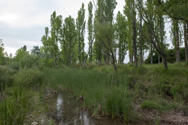 Bosque en el pueblo de Valvona de Teruel —  Fotos de Stock