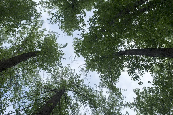 Bosque en el pueblo de Valvona de Teruel — Foto de Stock