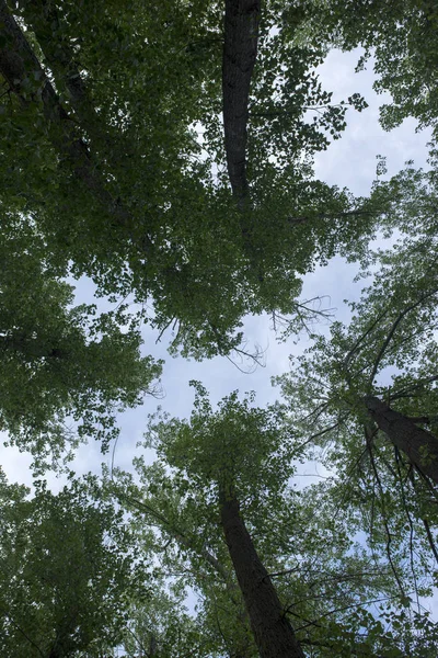 Bosque en el pueblo de Valvona de Teruel — Foto de Stock