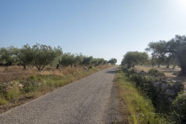San Mateo 'daki Centennial zeytin ağaçları, Via Augusta de Castellon