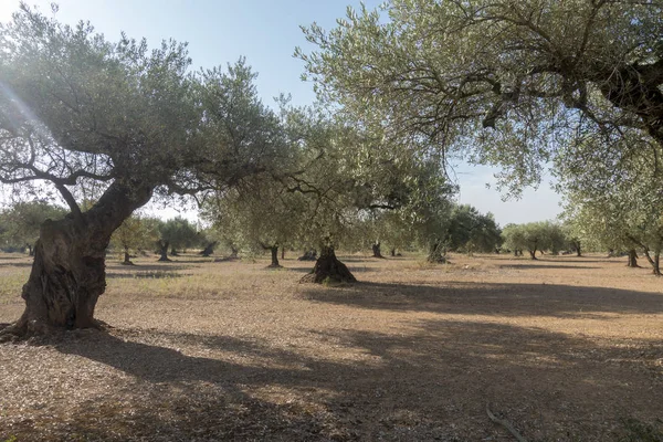 Ulivi centenari a San mateo, Via augusta de Castellon — Foto Stock