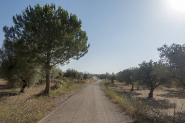 San Mateo 'daki Centennial zeytin ağaçları, Via Augusta de Castellon