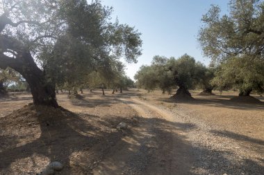 San Mateo 'daki Centennial zeytin ağaçları, Via Augusta de Castellon