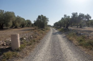 San Mateo 'daki Centennial zeytin ağaçları, Via Augusta de Castellon