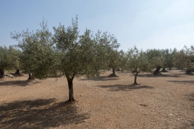 San Mateo 'daki Centennial zeytin ağaçları, Via Augusta de Castellon