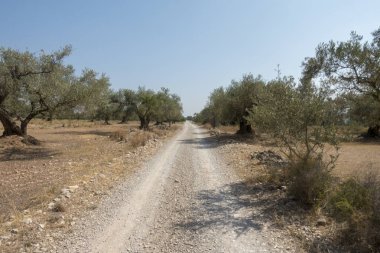 San Mateo 'daki Centennial zeytin ağaçları, Via Augusta de Castellon