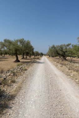 San Mateo 'daki Centennial zeytin ağaçları, Via Augusta de Castellon