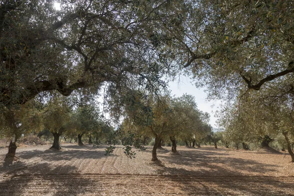 Ulivi centenari a San mateo, Via augusta de Castellon — Foto Stock