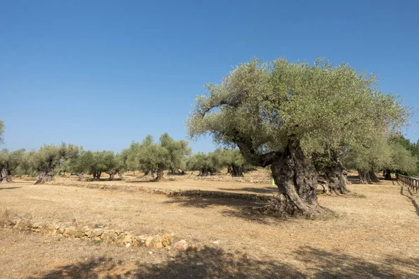 Ulivi centenari a San mateo, Via augusta de Castellon — Foto Stock