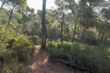 Avuç içi benicasim, Costa azahar çöl