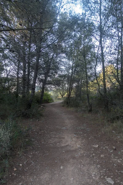 El desierto de las palmeras en benicasim, Costa azahar —  Fotos de Stock