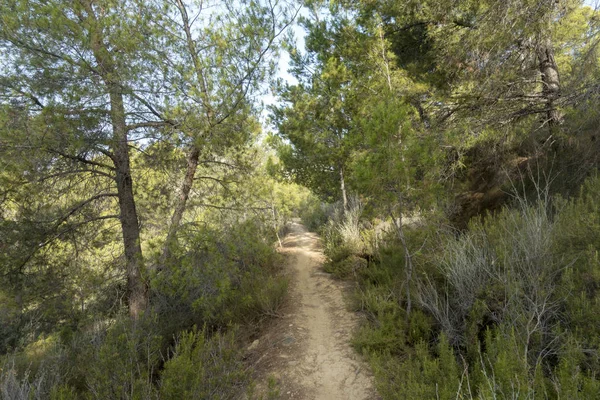 Avuç içi benicasim, Costa azahar çöl