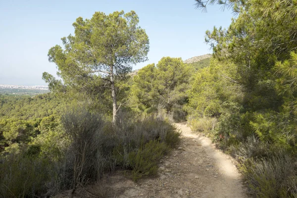 Avuç içi benicasim, Costa azahar çöl