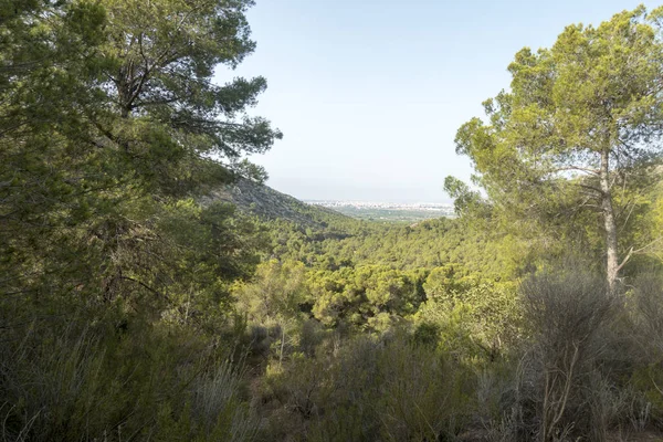 Avuç içi benicasim, Costa azahar çöl